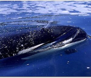 Killer whale spouting