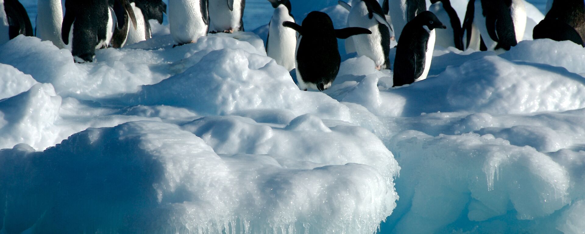 Group of penguins gathered on a small iceberg