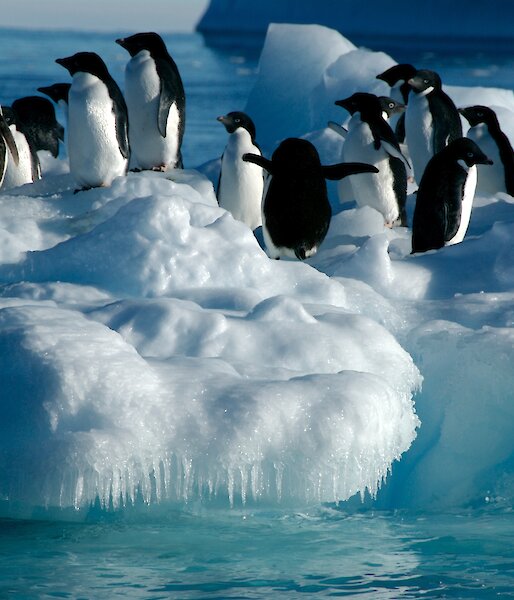 Group of penguins gathered on a small iceberg