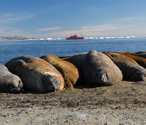 Elephant seals lined-up along the beach, with the Aurora Australis in the background