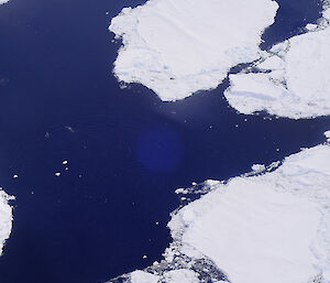 Whales sighted during the aerial whale survey