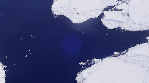 Whales sighted during the aerial whale survey
