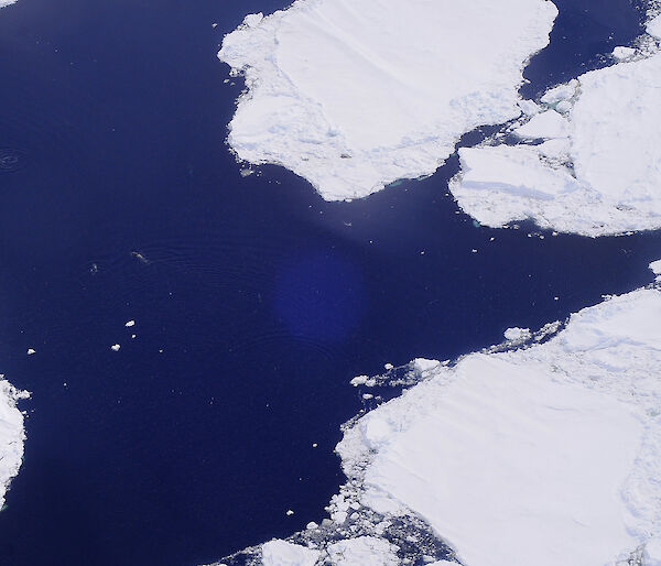 Whales sighted during the aerial whale survey