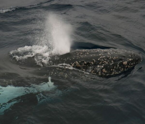 Humpback whale