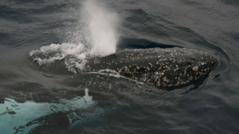 Humpback whale