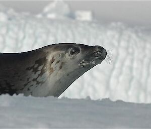 Leopard seal on the ice