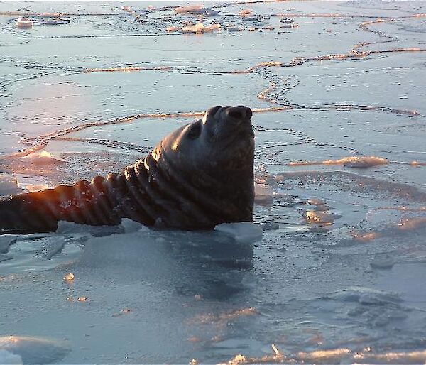 Elephant seal with its head held up out of the icy water