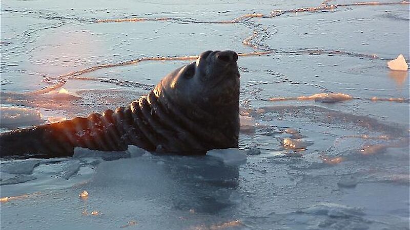 Elephant seal with its head held up out of the icy water