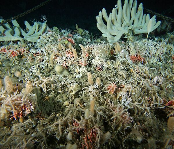 Undersea habitat