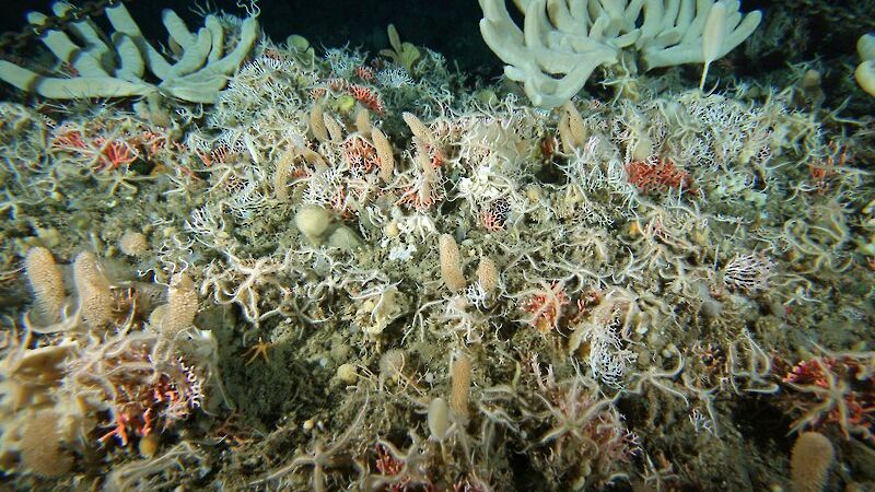 Undersea habitat