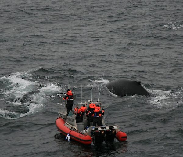 Scientists deploying satellite tags on whales
