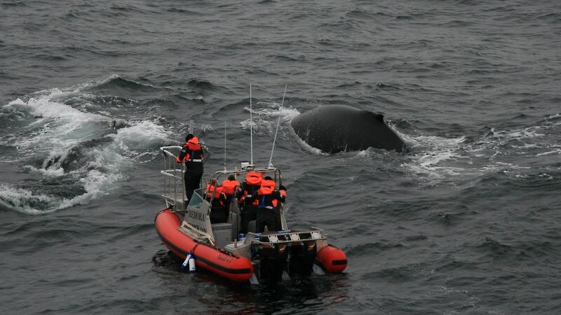 Scientists deploying satellite tags on whales