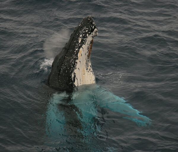 Humpback whales spy hopping