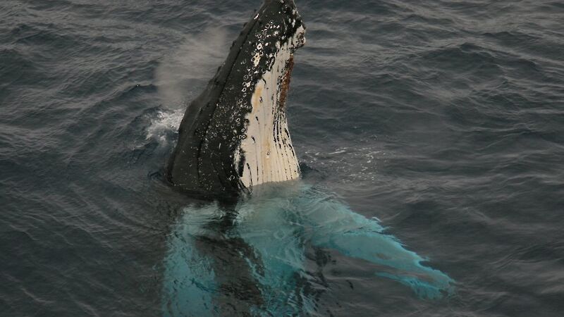 Humpback whales spy hopping