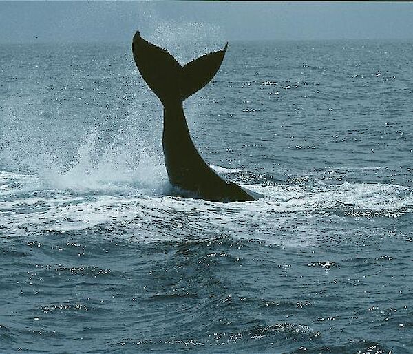 Humpback whale with tail out of the water