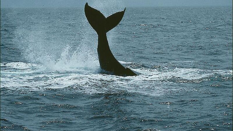 Humpback whale with tail out of the water