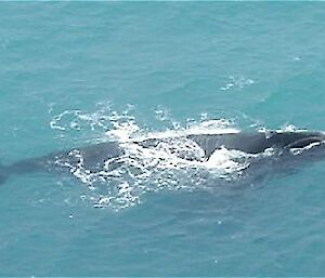 Southern Right whale