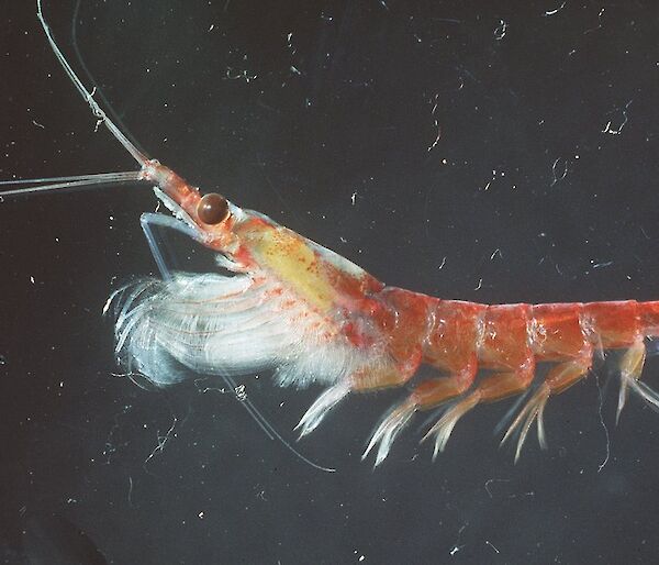 Antarctic krill (Euphausia superba)