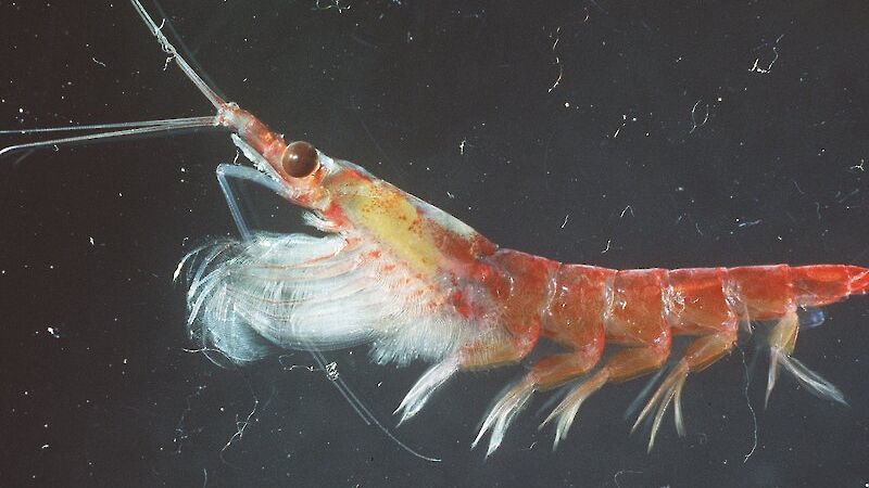 Antarctic krill (Euphausia superba)