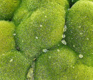 Close up of healthy moss near Casey station Antarctica.
