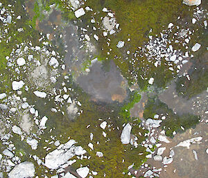 Aerial view of moss-beds near Casey station in Antarctica from remote controlled helicopter.