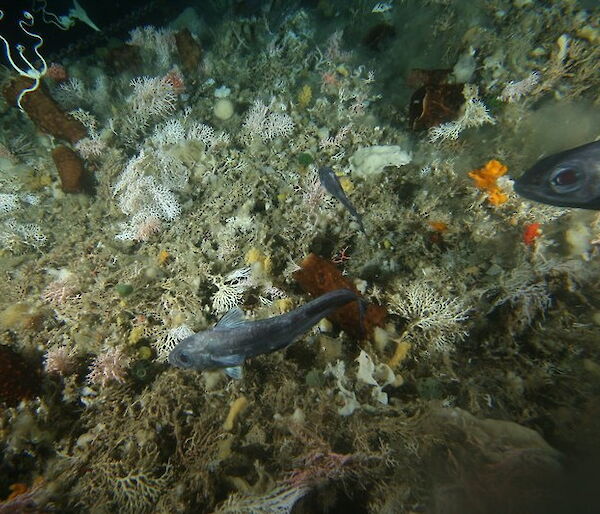 The biodiversity of the seabed captured during the Collaborative East Antarctic Marine Census voyage