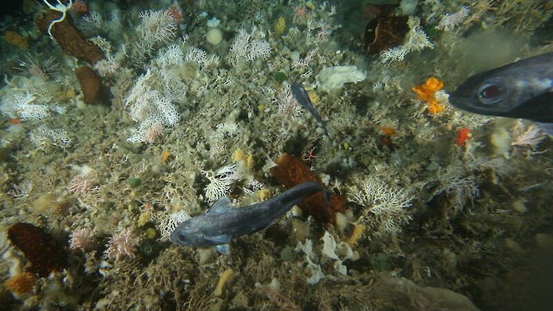 The biodiversity of the seabed captured during the Collaborative East Antarctic Marine Census voyage