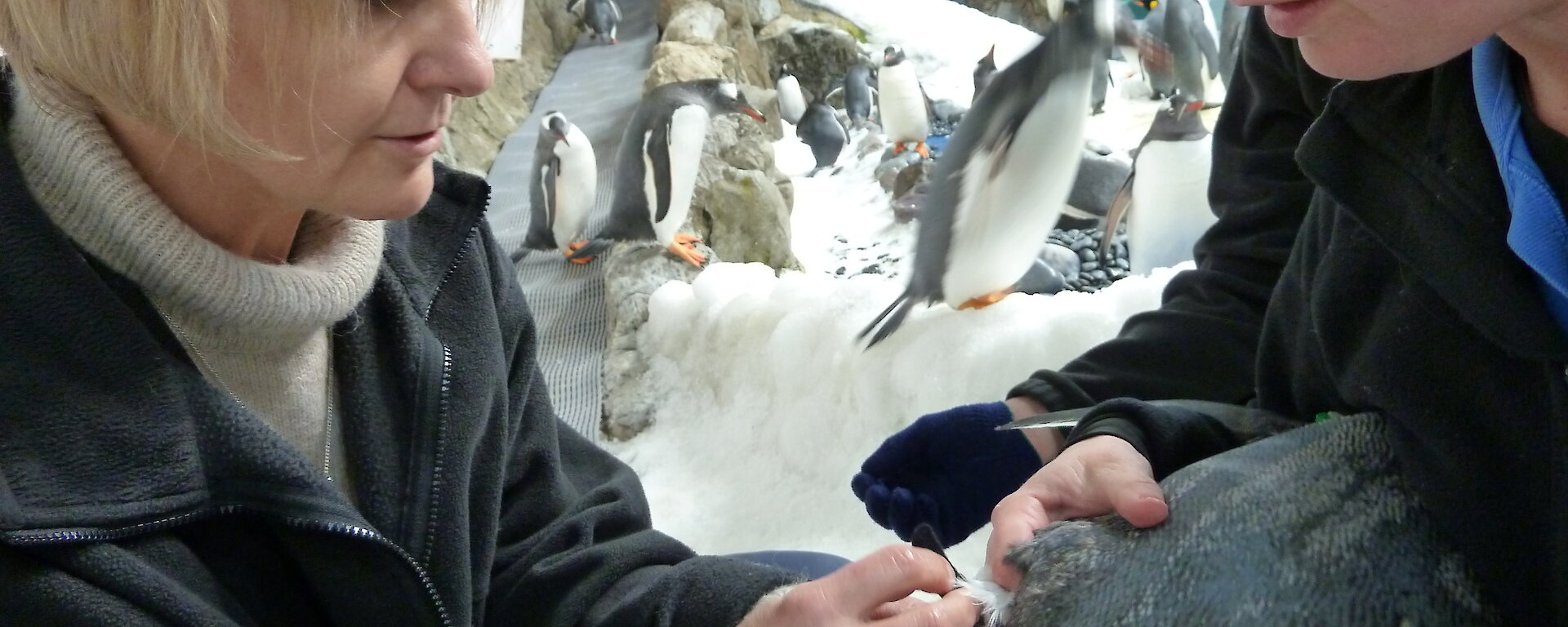 Leg band being attached to a Gentoo penguin