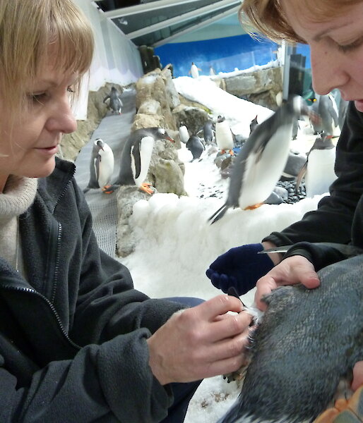 Leg band being attached to a Gentoo penguin