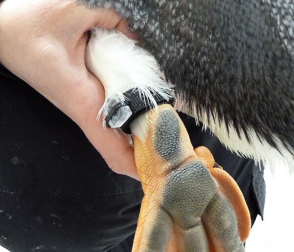 The Data-logging leg band attached to a Gentoo penguin