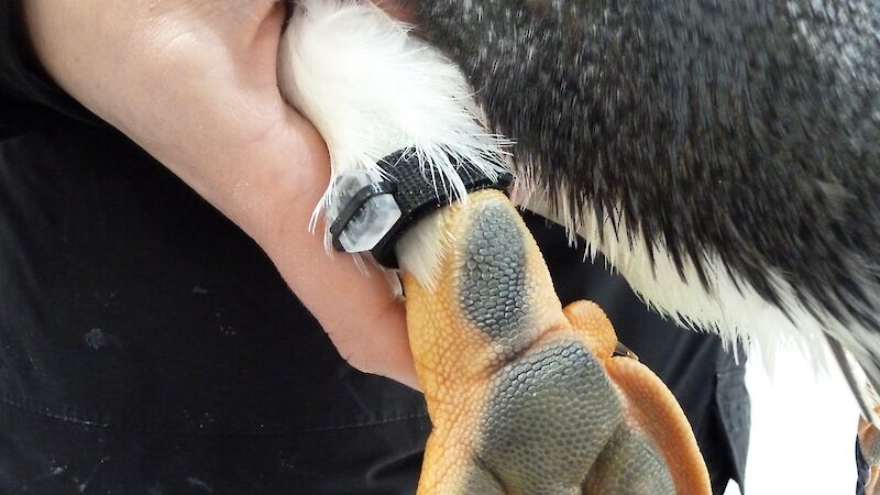 The Data-logging leg band attached to a Gentoo penguin