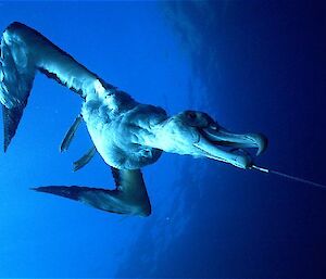 Albatross caught on longline