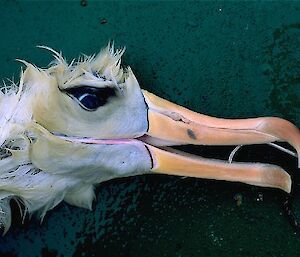 Albatross with longline hook still embedded in mouth