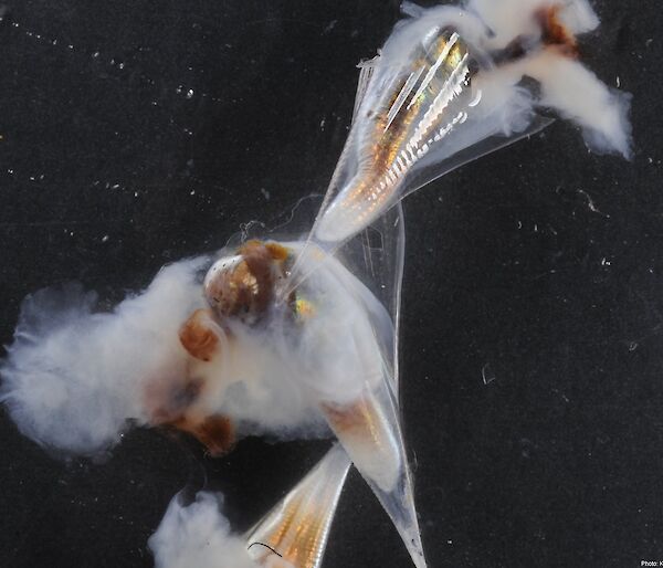 Southern Ocean pteropods, Clio pyramidata antarctica.