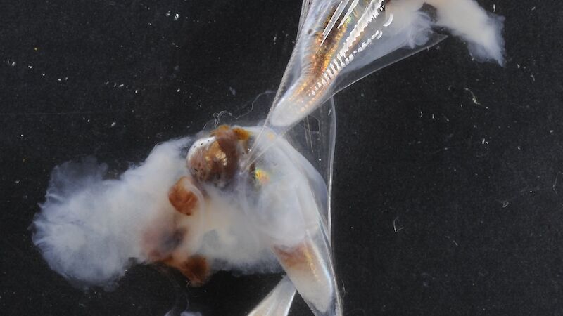 Southern Ocean pteropods, Clio pyramidata antarctica.