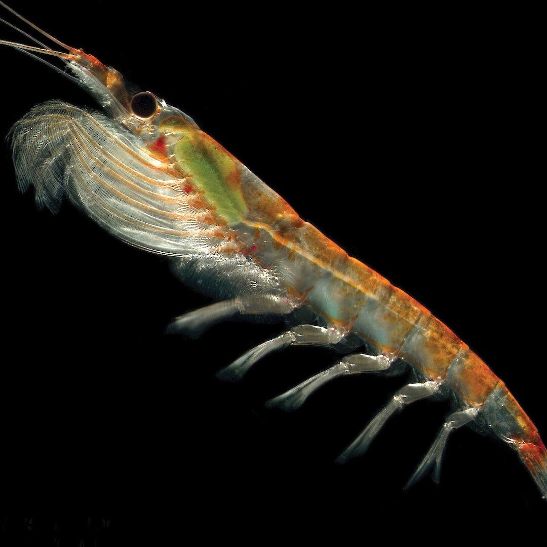 Krill face deadly cost of ocean acidification — Australian Antarctic