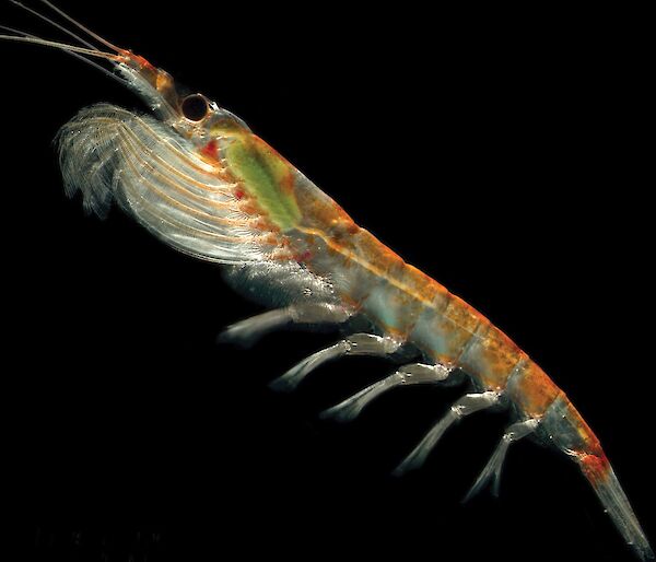 Antarctic krill