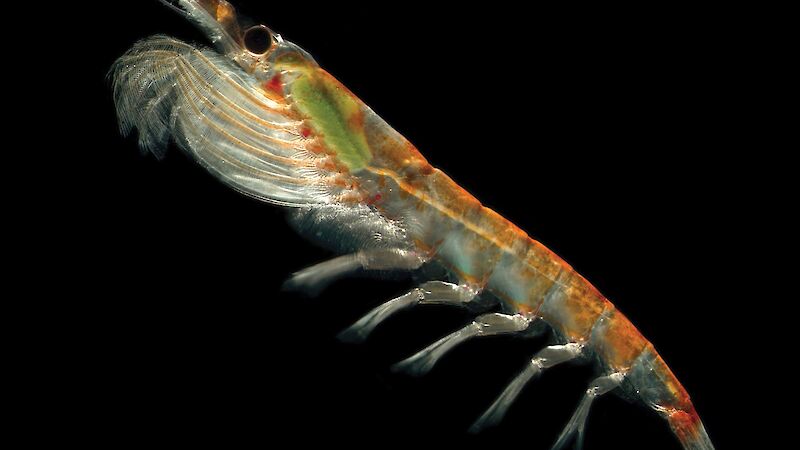 Antarctic krill