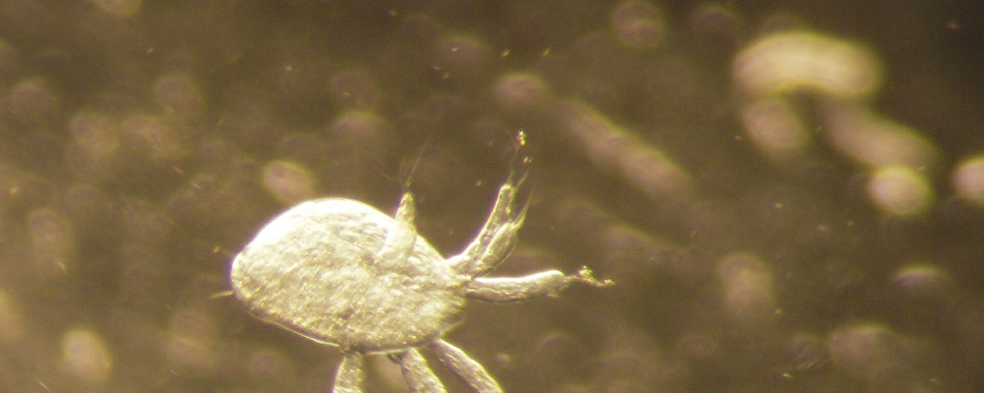 Early stage of Krill larvae after hatching