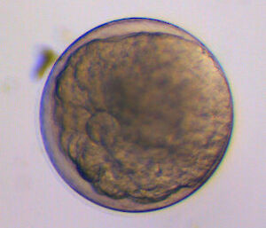 Abnormal embryo development of krill