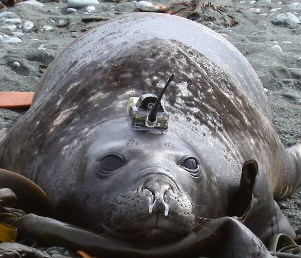 An elephant seal with a satellite tag.