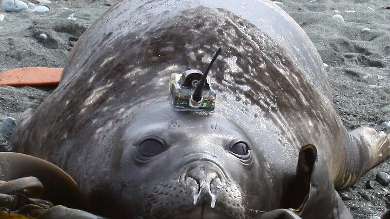 An elephant seal with a satellite tag.