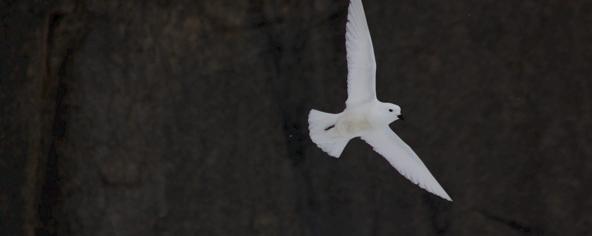 Snow petrel flying near Mawson station