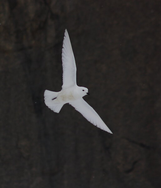 Snow petrel flying near Mawson station