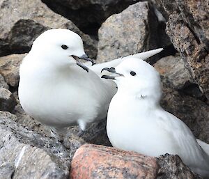 Snow petrels