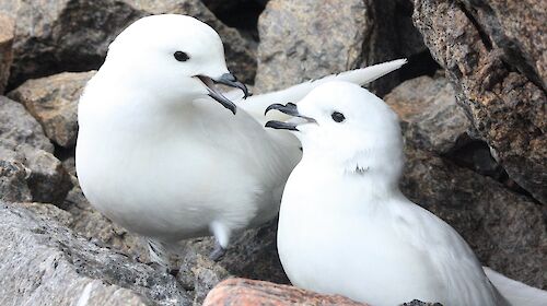 Snow petrels
