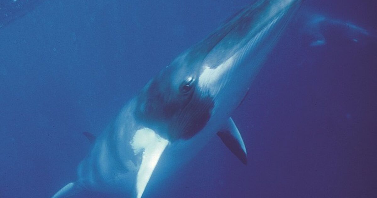 Do you want to work with whales? – Australian Antarctic Program (News 2010)
