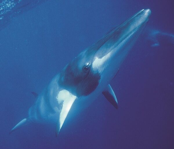 Dwarf minke whale underwater