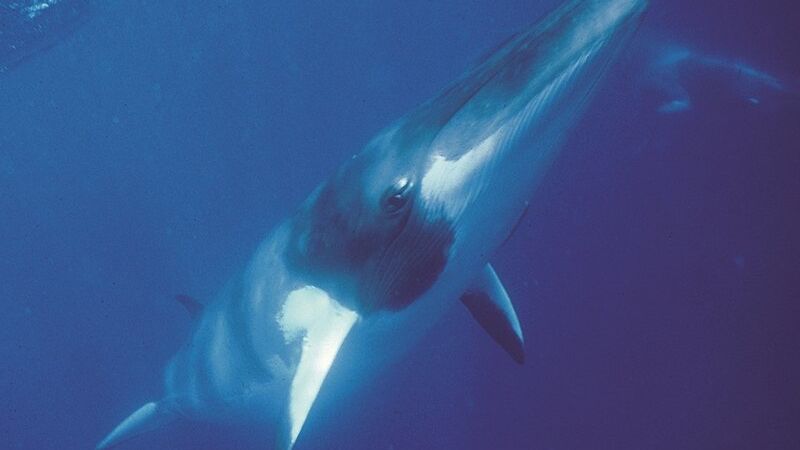 Dwarf minke whale underwater