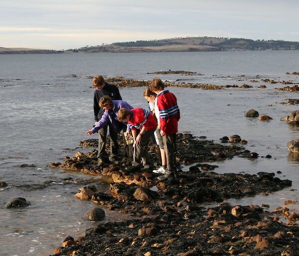 Students examine creatures on the reef at low tide.